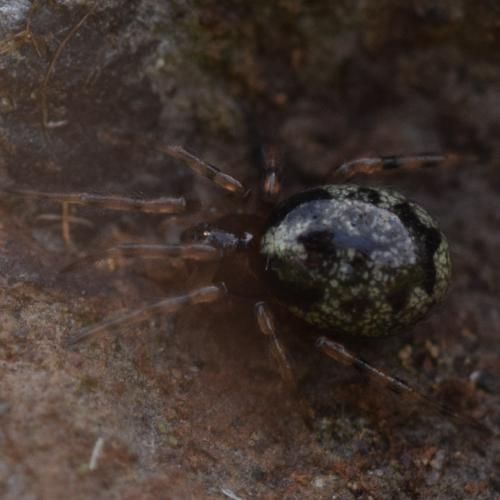 Réf. 312 712 : Enoplognatha mandibularis